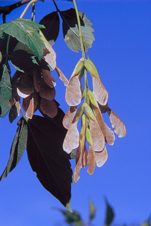 Acnegundo.jpg © Commons
