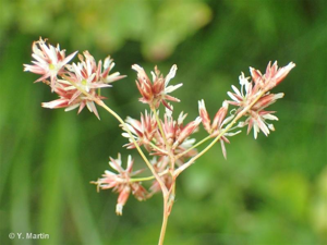 <i>Luzula luzuloides </i>var.<i> erythranthema</i> (Wallr.) I.Grinț., 1966 © 