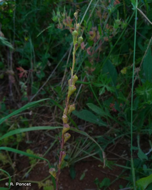 <i>Myagrum perfoliatum</i> L., 1753 © R. Poncet