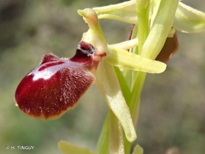 <i>Ophrys exaltata</i> Ten., 1819 © H. TINGUY