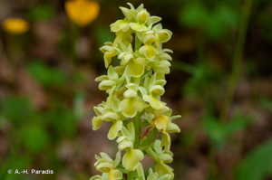 <i>Orchis pallens</i> L., 1771 © A.-H. Paradis