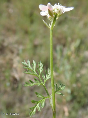 <i>Orlaya platycarpos</i> W.D.J.Koch, 1824 © H. TINGUY
