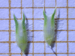 <i>Phleum nodosum</i> L., 1759 © 