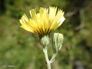 <i>Pilosella lactucella</i> (Wallr.) P.D.Sell & C.West, 1967 © H. TINGUY