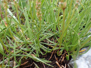 <i>Plantago maritima </i>subsp.<i> serpentina</i> (All.) Arcang., 1882 © 