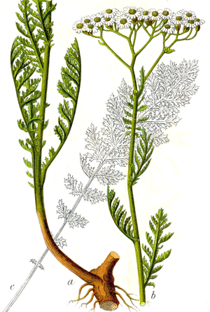 Achillea nobilis Sturm40.jpg © Johann Georg Sturm. Painted by Jacob Sturm