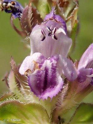 <i>Prunella hyssopifolia</i> L., 1753 © H. TINGUY