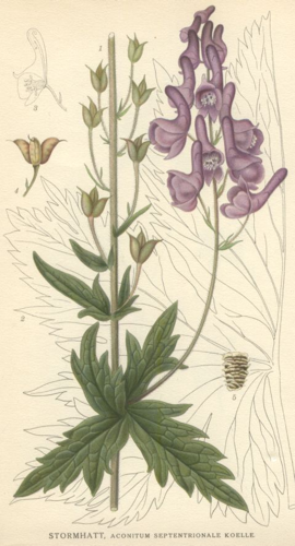 Aconitum septentrionale.jpg © Commons