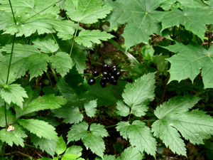 Actaea spicata Holosiiv.JPG © Аимаина хикари