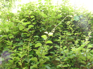Actinidia chinensis1.jpg © Commons