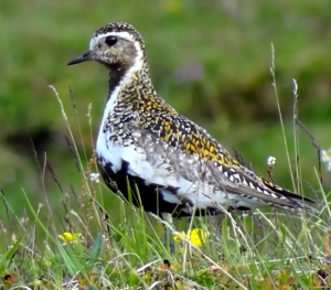 Rohkunborri Pluvialis Apricaria.jpg © Bjørn Christian Tørrissen
