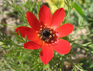 Adonis annua flor.jpg © Commons