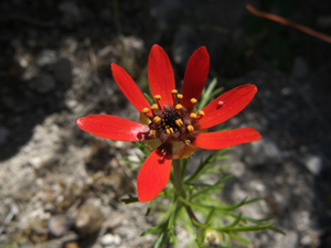 Adonis flammea M1.jpg © Adrian198cm