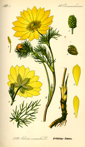 Illustration Adonis vernalis0.jpg © Commons