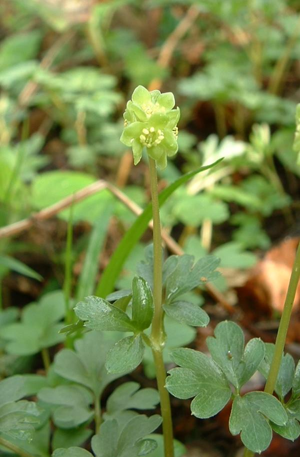 Adoxa moschatellina01.jpg © Commons