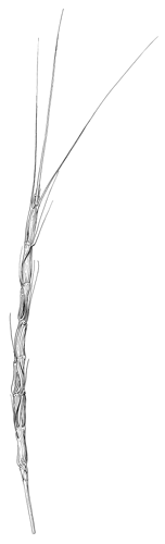 Aegilops cylindrica HC-1950.png © Albert Spear Hitchcock (1865–1935), Mary Agnes Chase (1869–1963), A. H. Baldwin, (Miss) M. D. Baker, Mary Wright Gill, Frank Lamson-Scribner, W. R. Scholl, Theodore Holm, Leta Hughey, Benjamin Y. Morrison, Mrs. George M. Mullett, Frances Carnes Weintraub, Edna May Whitehorn, or possibly another illustrator.
