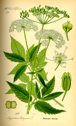 Illustration Aegopodium podagraria0.jpg © Commons