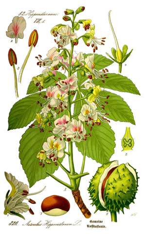 Illustration Aesculus hippocastanum0 clean.jpg © User:Kilom691