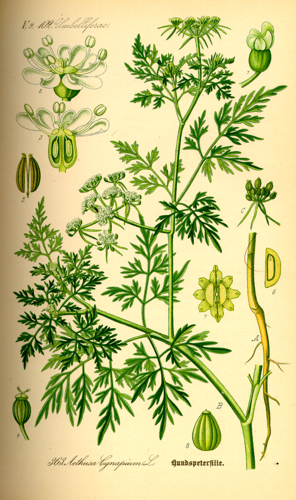 Illustration Aethusa cynapium0.jpg © Commons