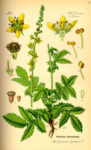 Illustration Agrimonia eupatoria0.jpg © Commons