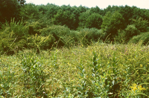 Agrimonia procera1.jpg © Franz Xaver