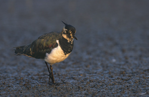 Vanellus vanellus 1 (Marek Szczepanek).jpg © Commons