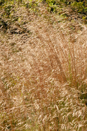 Agrostis.canina2.-.lindsey.jpg © James K. Lindsey