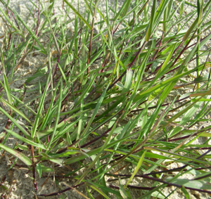 Agrostis Wuchs.jpg © Alfred