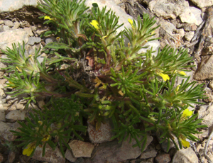 Ajuga chamaepitys Tossal.JPG © Victor M. Vicente Selvas