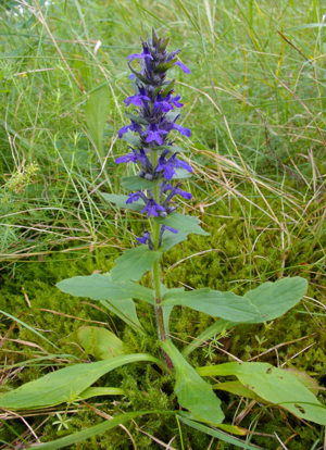 AjugaGenevensis.jpg © Christian Fischer