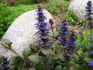Ajuga reptans a1.jpg © Jerzy Opioła