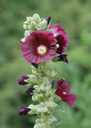 Alcea July 2011-2.jpg © Alvesgaspar