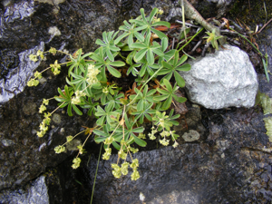 Alchemilla alpigena DSCF1503.JPG © Teun Spaans