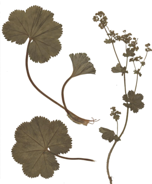 Alchemilla filicaulis Herbar.jpg © Commons