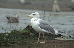 Larus cachinnans 3 (Marek Szczepanek).jpg © Marek Szczepanek