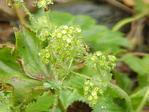 Alchemilla flabellata1.jpg © Kurt Stüber [1]