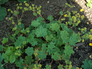 Alchemilla glaucescens Harmaapoimulehti H5684 C.jpg © Anneli Salo
