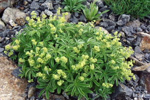 Alchemilla hoppeana 1.jpg © Ghislain118 (AD) http://www.fleurs-des-montagnes.net