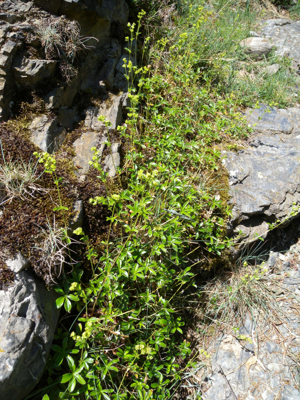Alchemilla saxatilis 1.jpg © Aroche