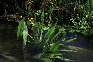 Alismalanceolatum.jpg © Gordon Leppig & Andrea J. Pickart
