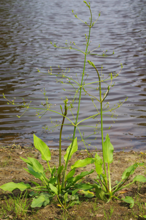 AlismaPlant1.jpg © Christian Fischer