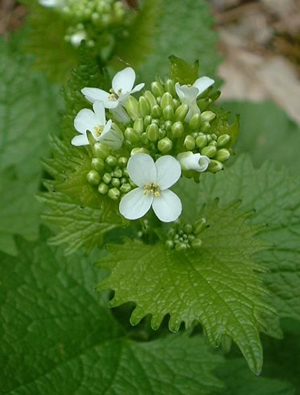 Alliaria petiolata2.jpg © Commons