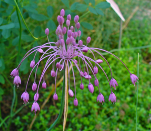 Allium carinatum pulchellum 003.JPG © H. Zell