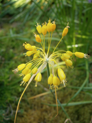 Allium flavum04.jpg © Meneerke bloem