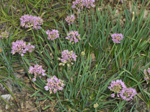 Allium montanum.JPG © Commons