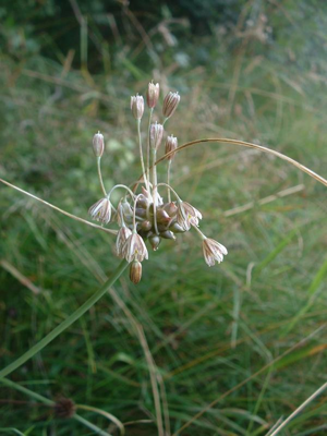 Allium oleraceum1.jpg © The original uploader was Jeffdelonge at French Wikipedia
