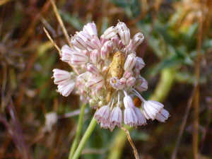 Allium paniculatum Enfoque 2011-6-11 CampodeCalatrava.jpg © Javier martin