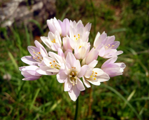 Allium roseum, Pisa.JPG © Lucarelli