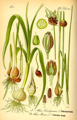 Illustration Allium scorodoprasum and Allium porrum0.jpg © Commons