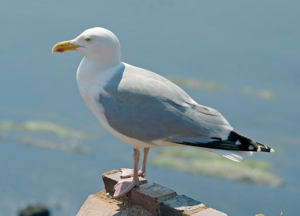 Larus argentatus01.jpg © Kulac